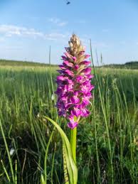 Attēlu rezultāti vaicājumam “Dactylorhiza majalis subsp. baltica flower”