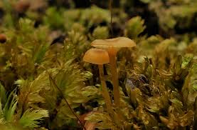 Attēlu rezultāti vaicājumam “Dicranella schreberiana sporophyte”