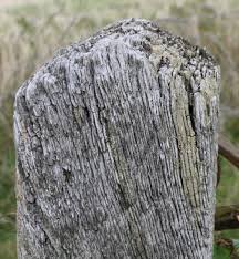 Attēlu rezultāti vaicājumam “Hypocenomyce scalaris”