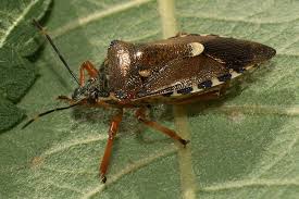 Attēlu rezultāti vaicājumam “Pinthaeus sanguinipes”