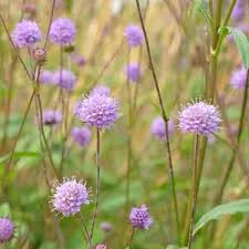 Image result for Succisa pratensis