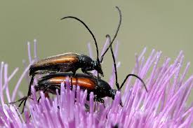 Attēlu rezultāti vaicājumam “Stenurella melanura”