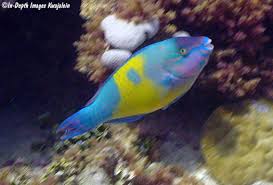 Image result for Scarus psittacus