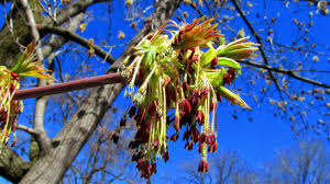 Attēlu rezultāti vaicājumam “Acer negundo female flower”