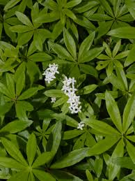 Attēlu rezultāti vaicājumam “Galium odoratum flower”