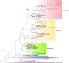 Attēlu rezultāti vaicājumam “Ophiotheca chrysosperma sessile”