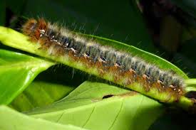 Attēlu rezultāti vaicājumam “Lasiocampa quercus imago”