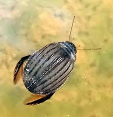 Attēlu rezultāti vaicājumam “Acilius sulcatus female”