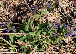 Attēlu rezultāti vaicājumam “Pulmonaria obscura leaf”