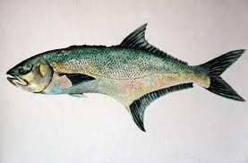 Image result for Lichia amia