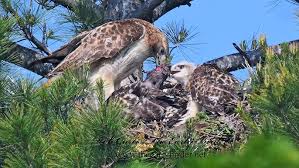 Attēlu rezultāti vaicājumam “Buteo buteo nest”