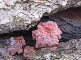 Attēlu rezultāti vaicājumam “Peniophora rufa”