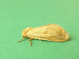 Attēlu rezultāti vaicājumam “Hepialus sylvina female”