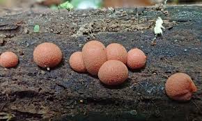 Attēlu rezultāti vaicājumam “Lycogala sp.”