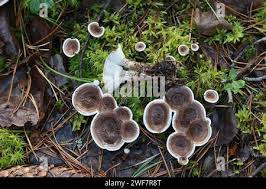 Attēlu rezultāti vaicājumam “Phellodon tomentosus”