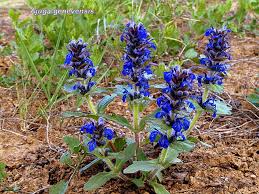 Attēlu rezultāti vaicājumam “Ajuga genevensis”