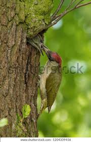 Attēlu rezultāti vaicājumam “Picus viridis nest”