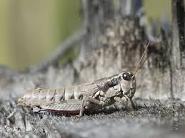 Attēlu rezultāti vaicājumam “Podisma pedestris”