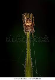 Attēlu rezultāti vaicājumam “Araneus diadematus juvenile”