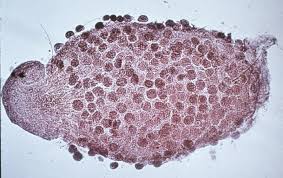 Attēlu rezultāti vaicājumam “Enteridium variabile plasmodium”