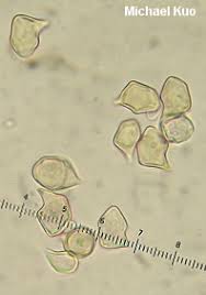 Attēlu rezultāti vaicājumam “Entoloma vernum”