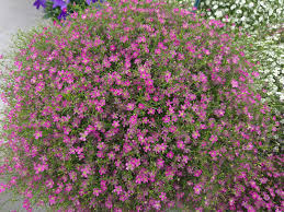 Attēlu rezultāti vaicājumam “Gypsophila muralis”