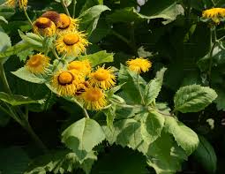 Image result for Telekia speciosa