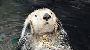 Image result for Worthing Otters
