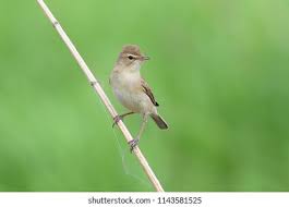 Image result for Hippolais caligata