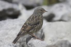 Image result for Prunella collaris