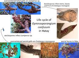 Attēlu rezultāti vaicājumam “Gymnosporangium cornutum”