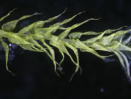 Attēlu rezultāti vaicājumam “Leptodictyum riparium”