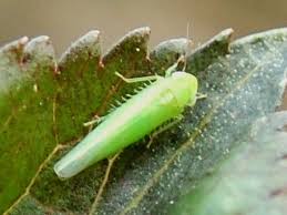 Attēlu rezultāti vaicājumam “Empoasca sp.”