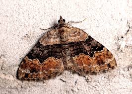 Attēlu rezultāti vaicājumam “Xanthorhoe quadrifasiata”