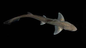 Image result for Mustelus mustelus