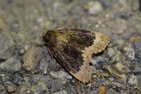 Attēlu rezultāti vaicājumam “Amphipyra perflua”