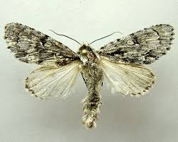 Attēlu rezultāti vaicājumam “Acronicta cuspis”