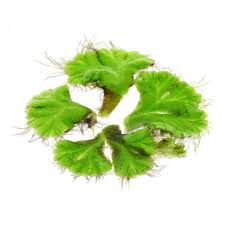 Attēlu rezultāti vaicājumam “Ricciocarpos natans”