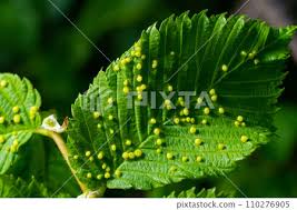 Attēlu rezultāti vaicājumam “Eriophyes tiliae”