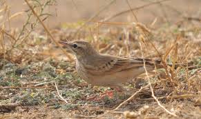 Image result for Anthus campestris