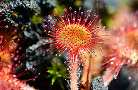 Attēlu rezultāti vaicājumam “Drosera rotundifolia leaf”