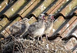 Attēlu rezultāti vaicājumam “Larus argentatus eggs”