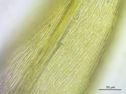 Attēlu rezultāti vaicājumam “Rhynchostegiella tenella macro”