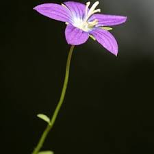 Image result for Campanula affinis