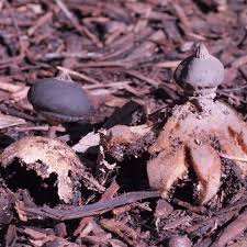 Attēlu rezultāti vaicājumam “Geastrum pectinatum”