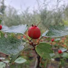 Attēlu rezultāti vaicājumam “Crataegus persimilis fruit”