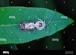 Attēlu rezultāti vaicājumam “Hedya salicella”