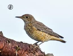 Image result for Monticola saxatilis