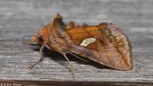 Attēlu rezultāti vaicājumam “Autographa excelsa”