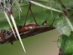Attēlu rezultāti vaicājumam “Tenthredo scrophulariae exuvia”